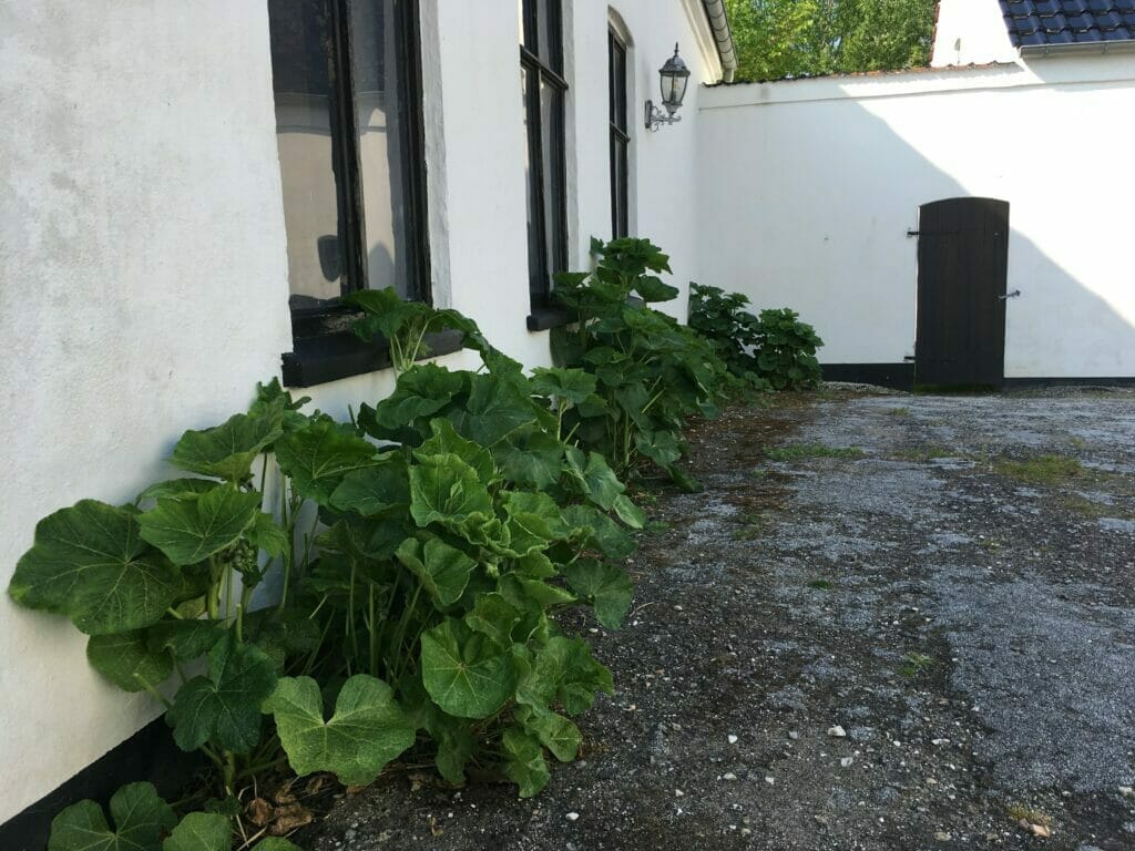 Stokroseplanter uden blomster. Sygdommen stokroserust har taget dem